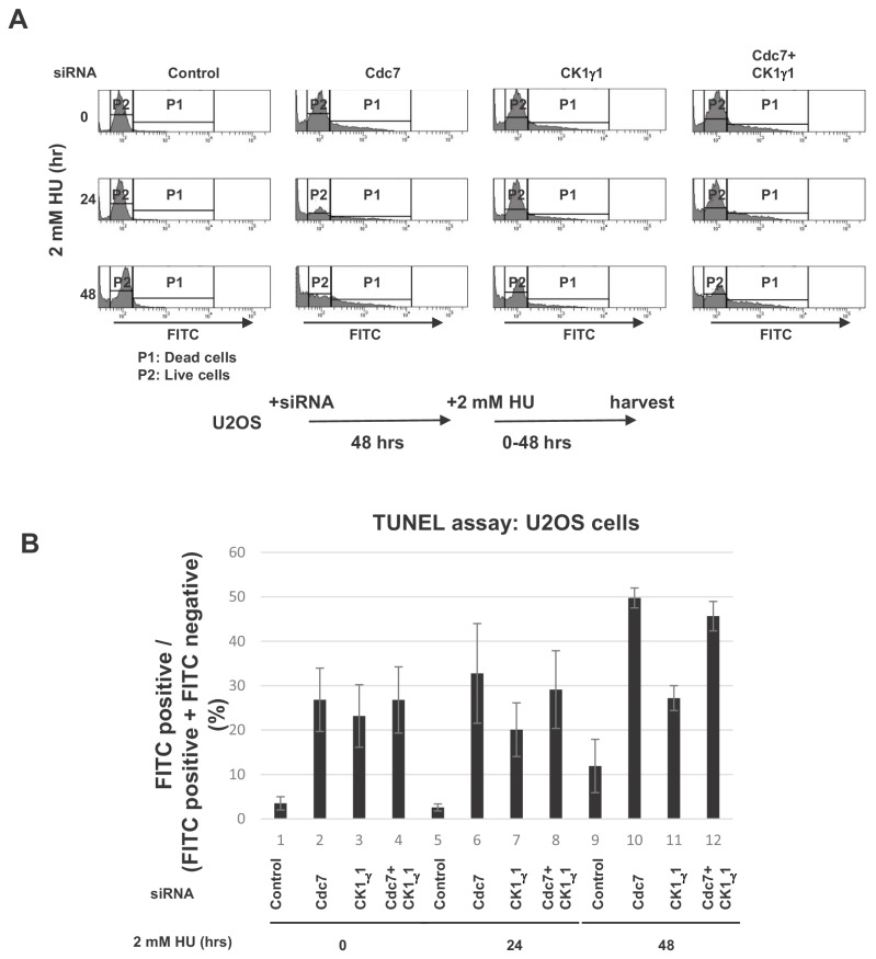 Figure 5—figure supplement 3.