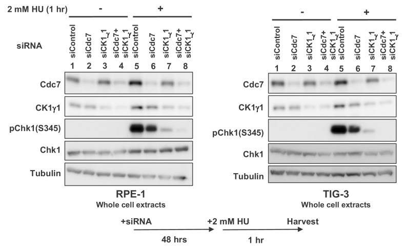 Figure 5—figure supplement 4.