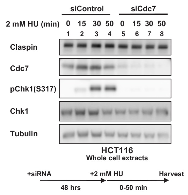 Figure 1—figure supplement 1.