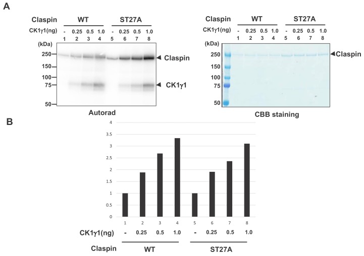 Figure 6—figure supplement 2.