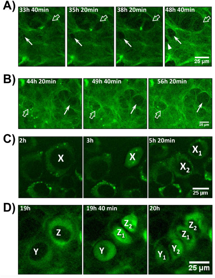 Figure 6: