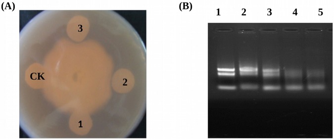 Fig 5