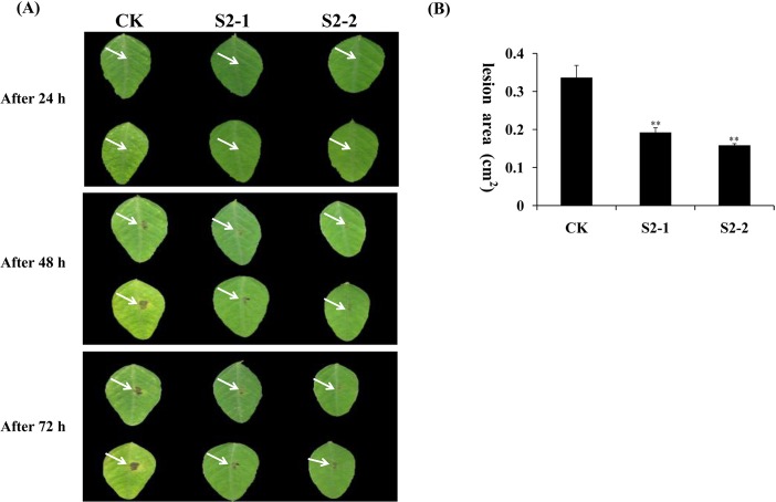 Fig 8