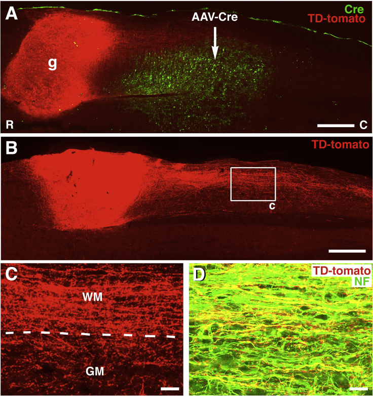 Figure 1