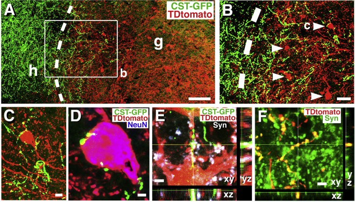 Figure 4