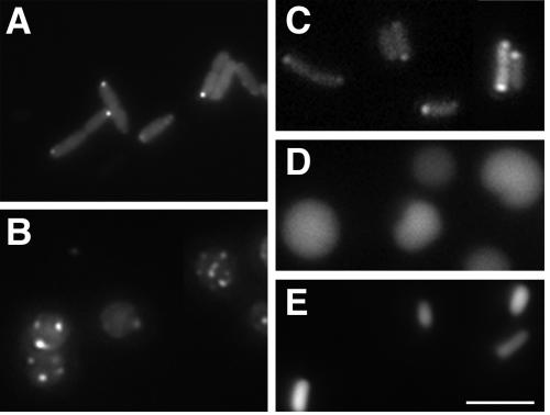 FIG. 5.