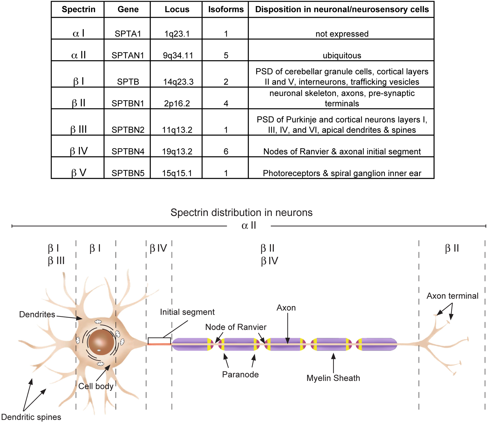 Figure 1: