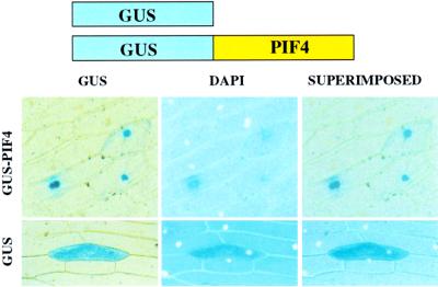 graphic file with name cdf238f6.jpg