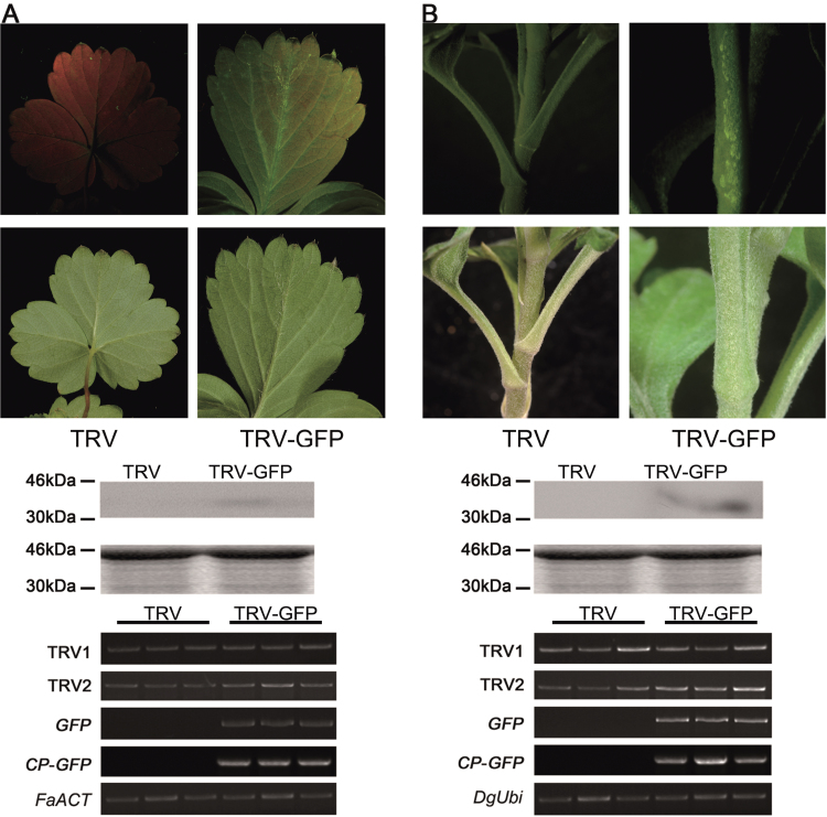 Fig. 9.