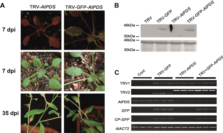 Fig. 4.