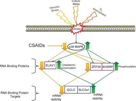 Figure 3: