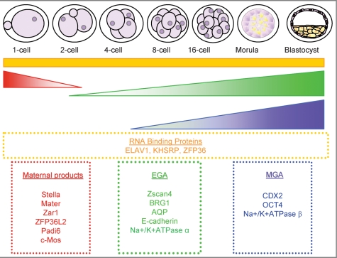 Figure 1: