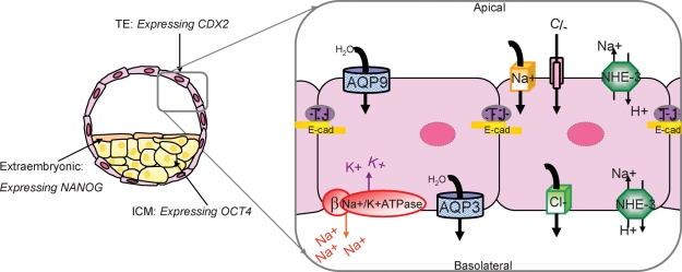 Figure 2: