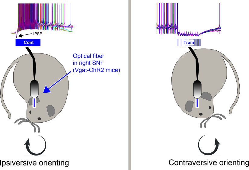 graphic file with name ENEURO.0165-21.2021_f009.jpg