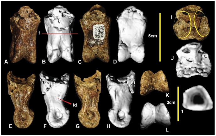 Figure 21