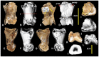Figure 20