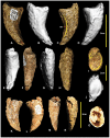 Figure 11