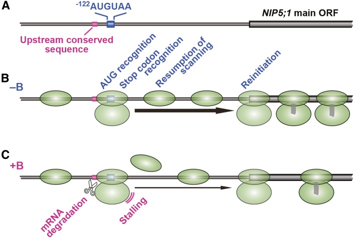 Figure 12.