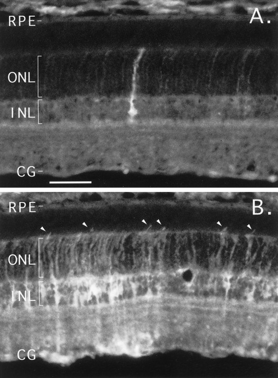 Fig. 8.