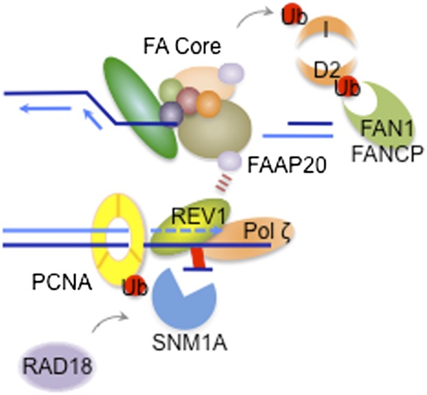 Figure 3.