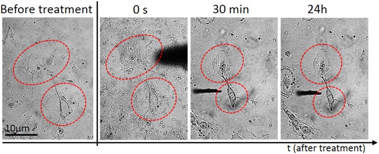 Fig 3