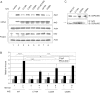 Fig. 12.