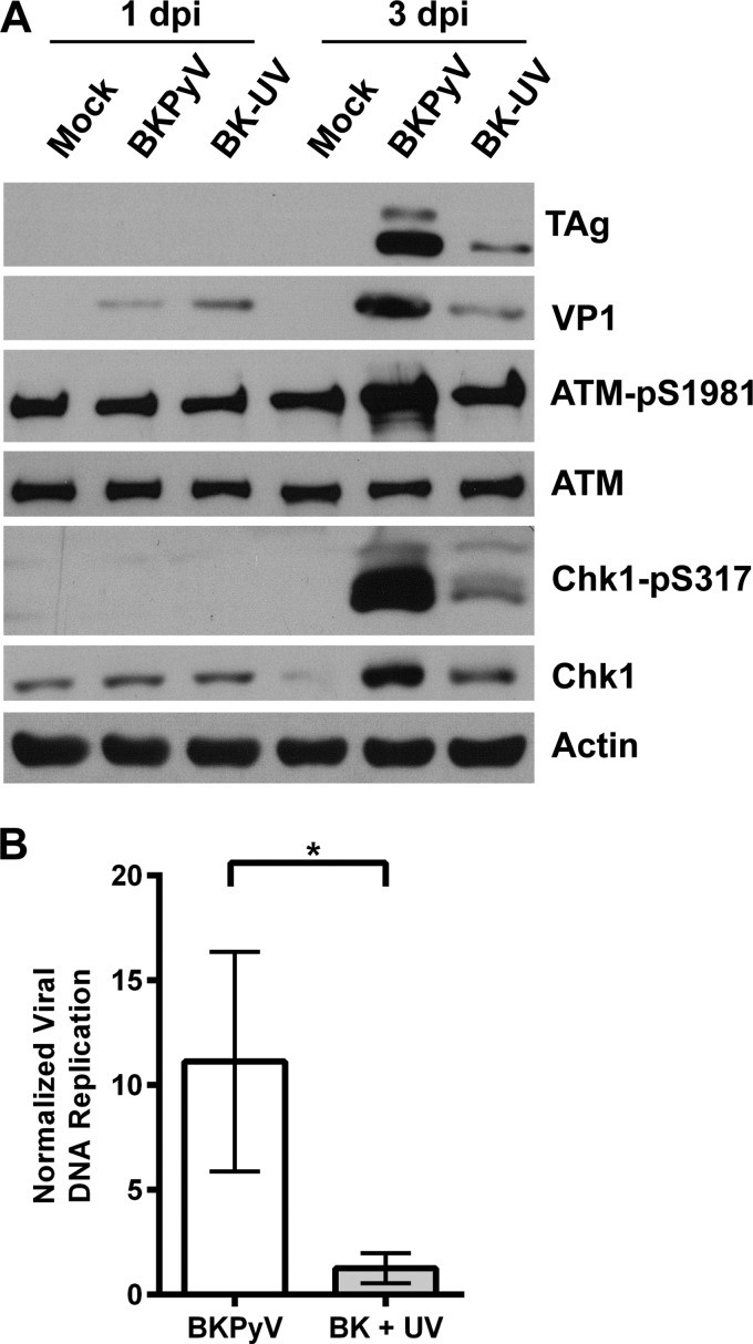 FIG 1