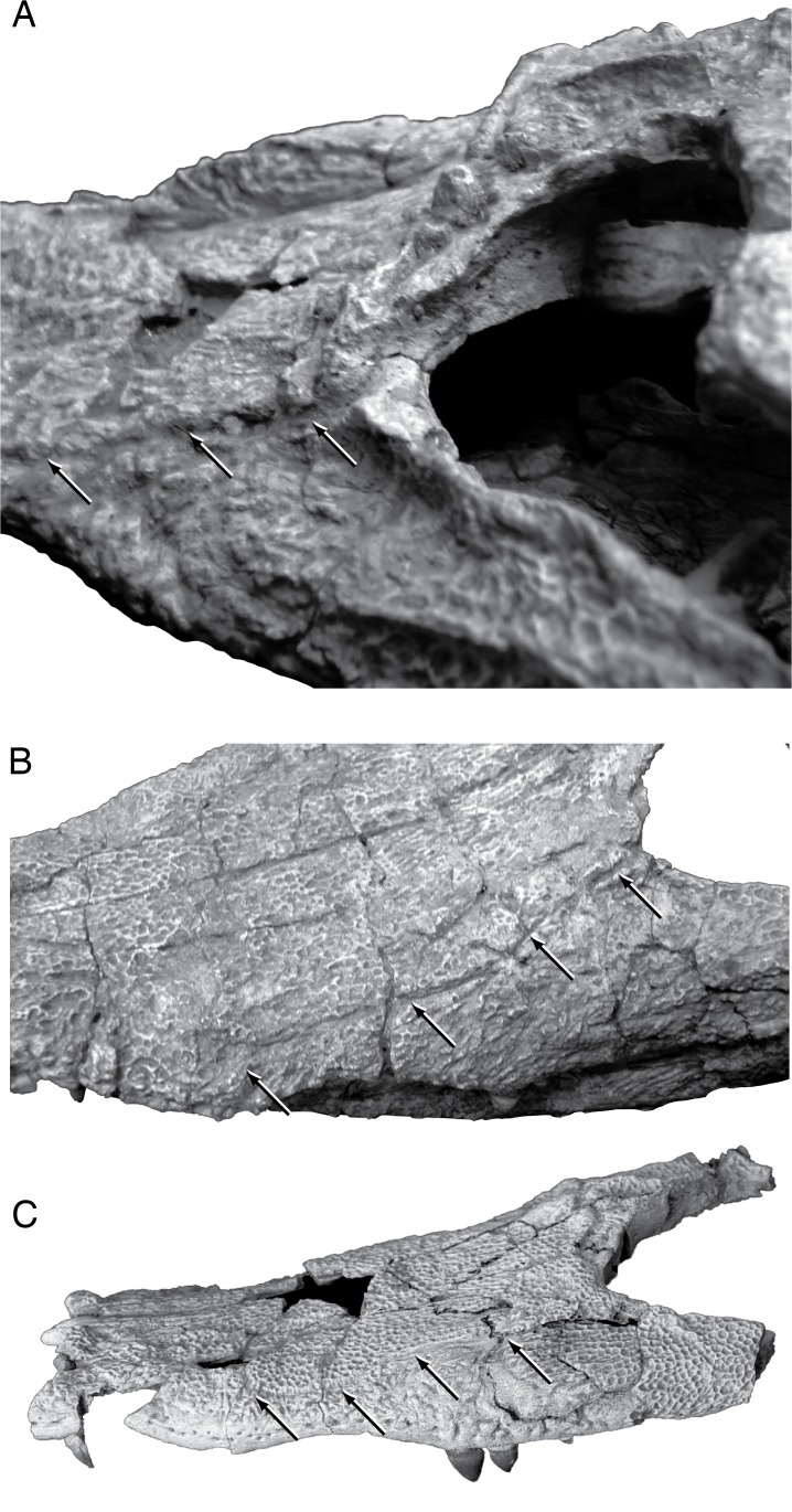 Fig 11