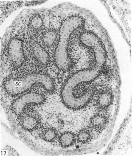 Fig. 17