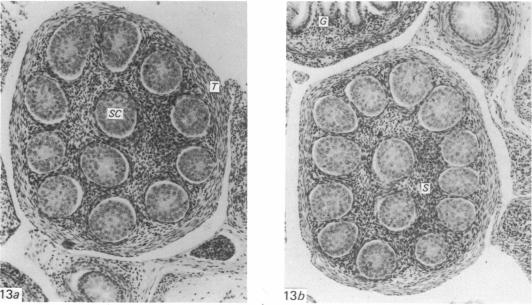 Fig. 13