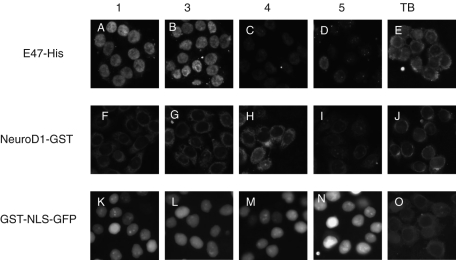 FIGURE 2: