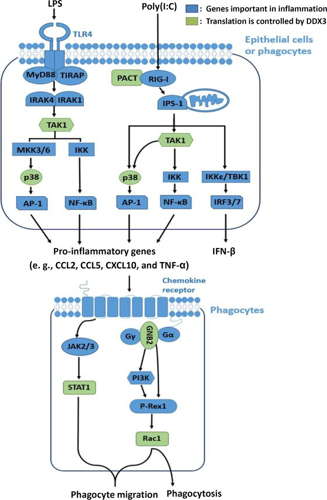 FIG 8