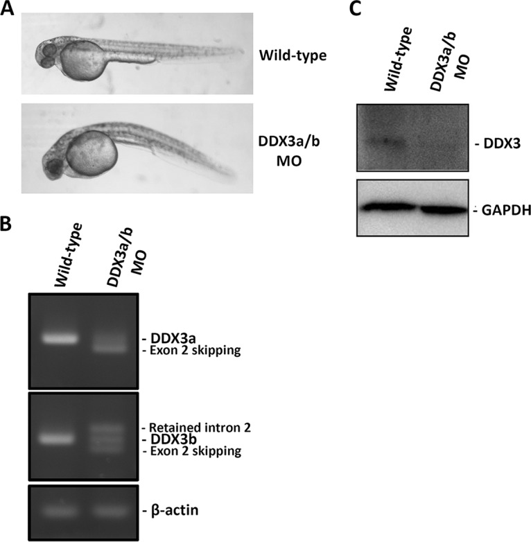 FIG 6