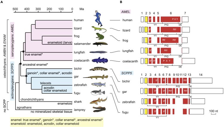 Figure 1