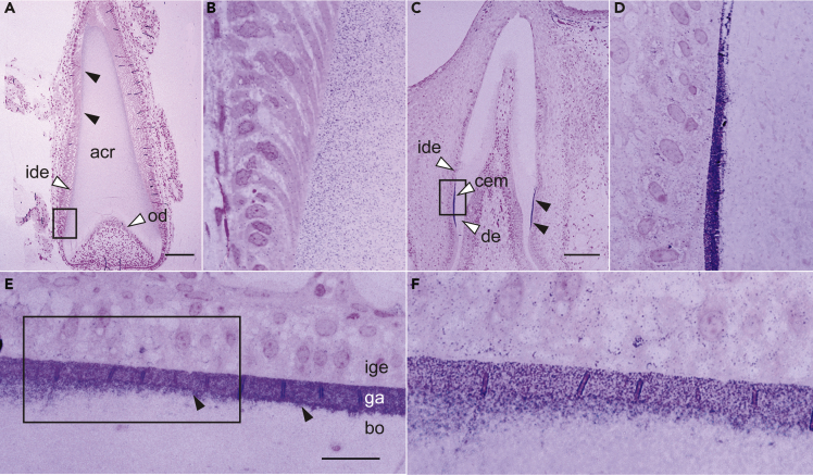 Figure 3