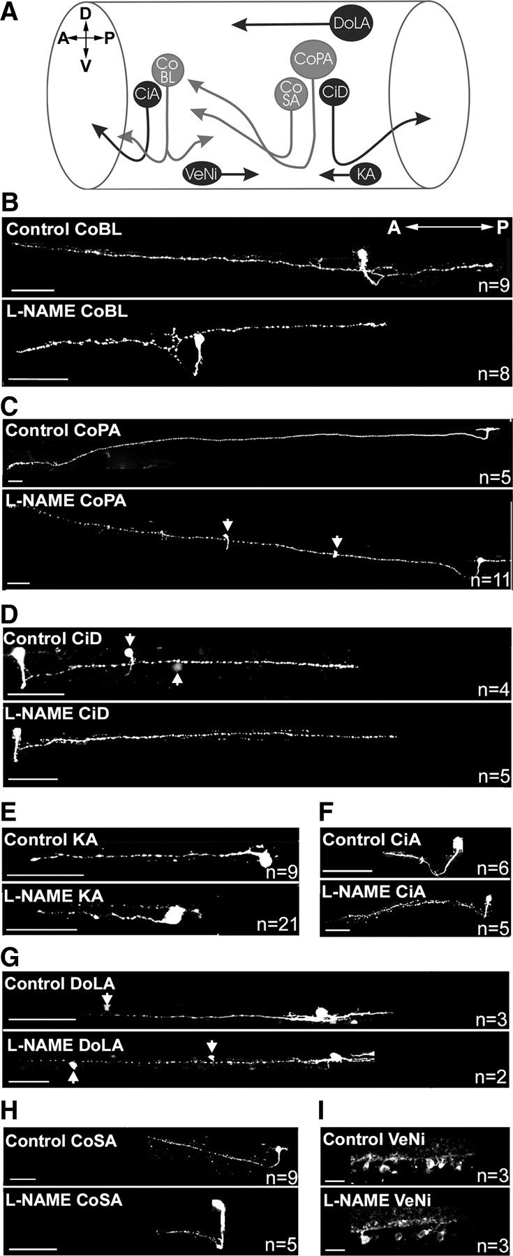 Figure 10.