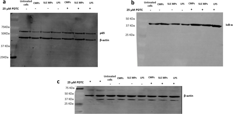 Supplementary figure