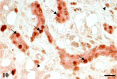 Fig. 10.