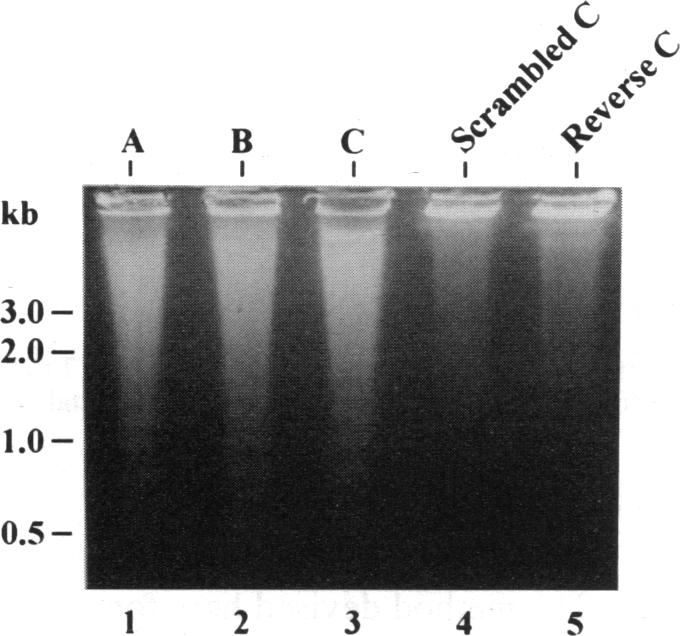 graphic file with name pnas01131-0159-a.jpg