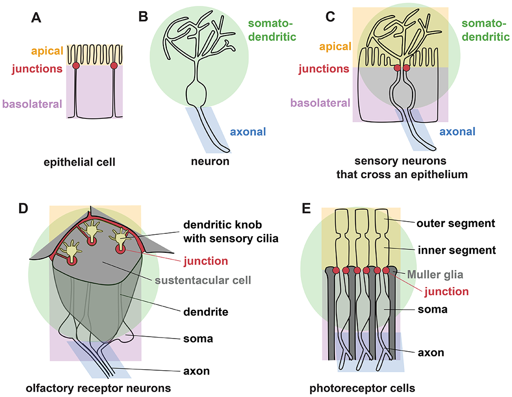 Fig. 1.