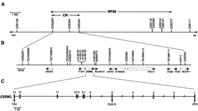 Figure  1