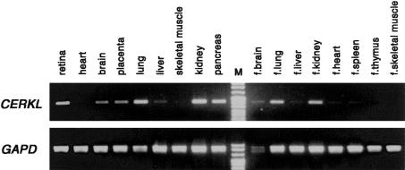 Figure  5