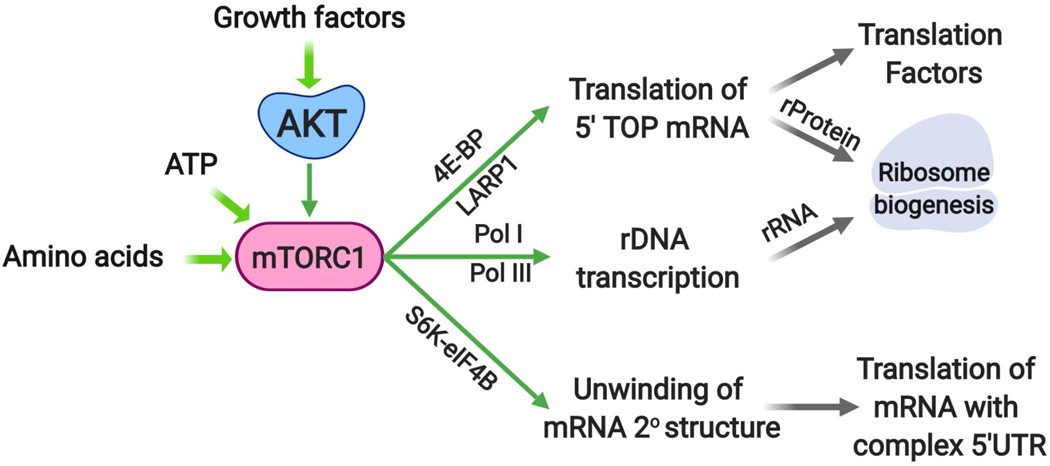 graphic file with name nihms-1595378-f0007.jpg