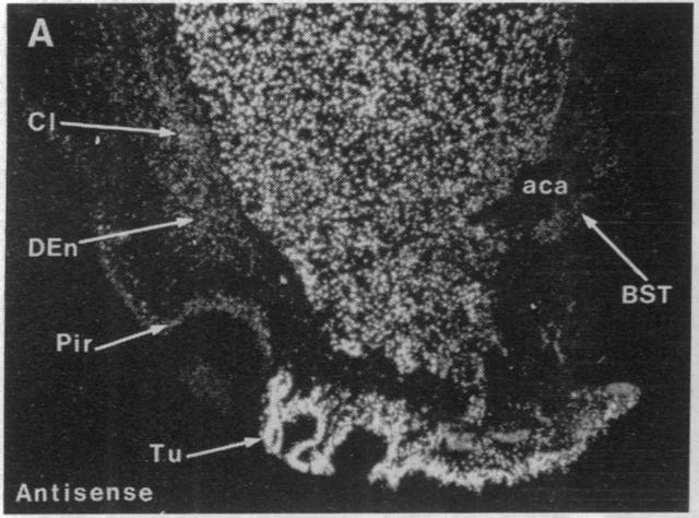 graphic file with name pnas01059-0273-c.jpg