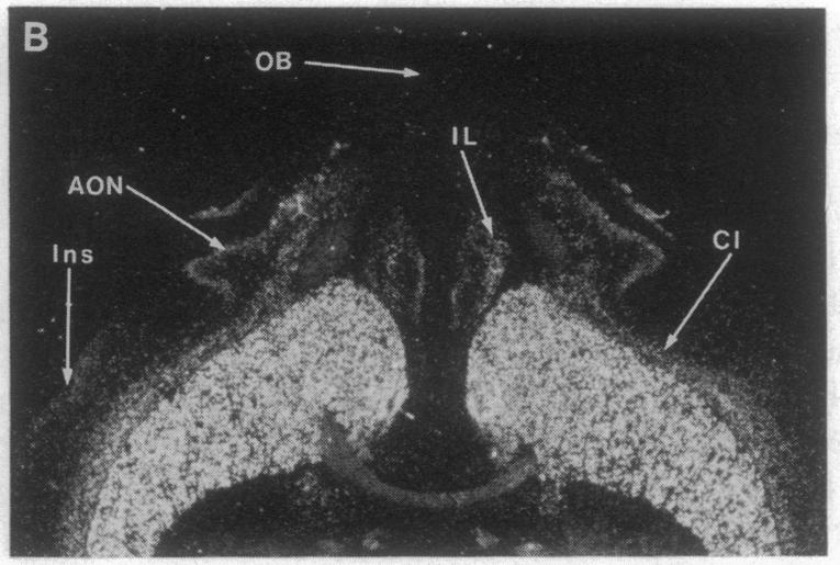 graphic file with name pnas01059-0274-e.jpg