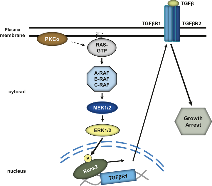 Figure 12