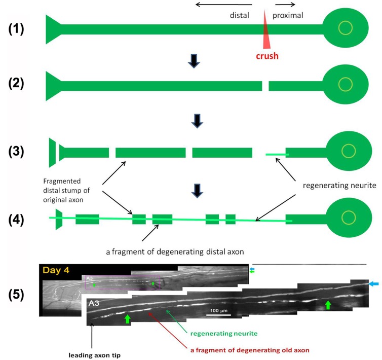 Fig. 3