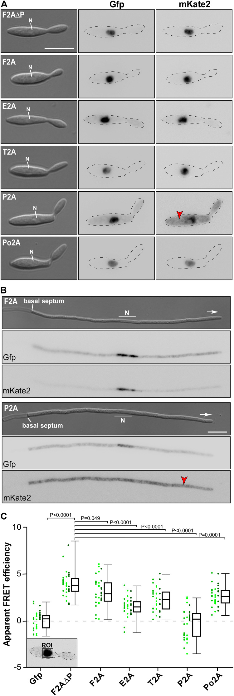 FIGURE 3