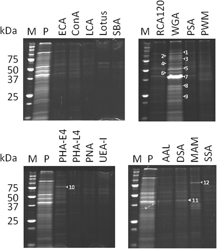 FIG 2