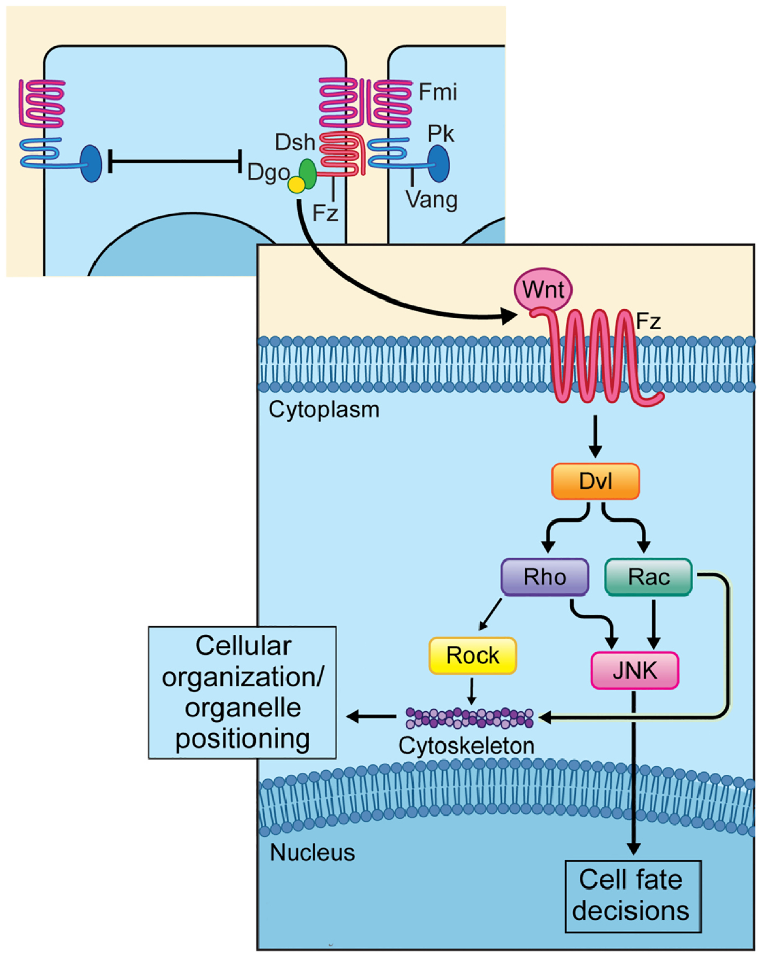 Fig. 2